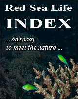 Red Sea Life INDEX banner
