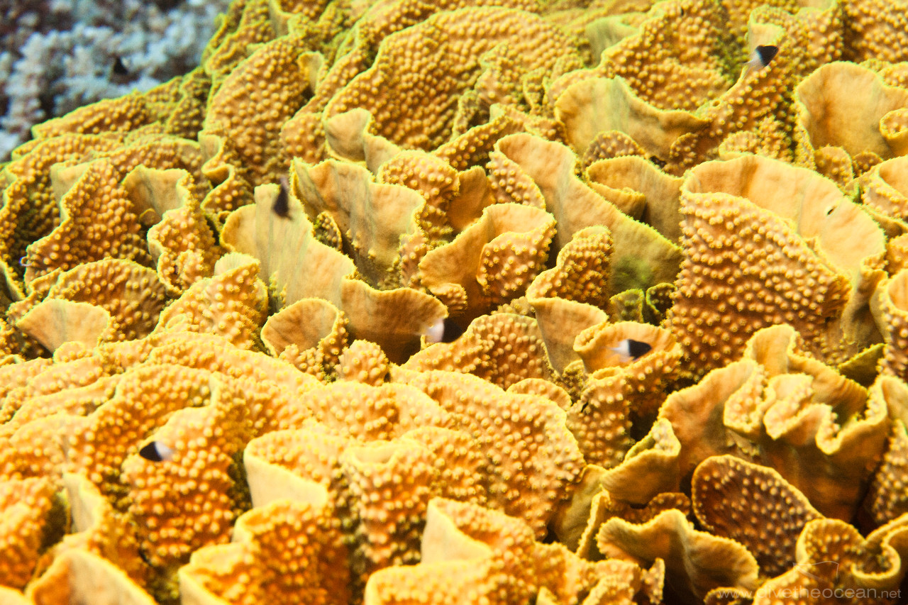Yellow waver coral (Turbinaria mesenterina)