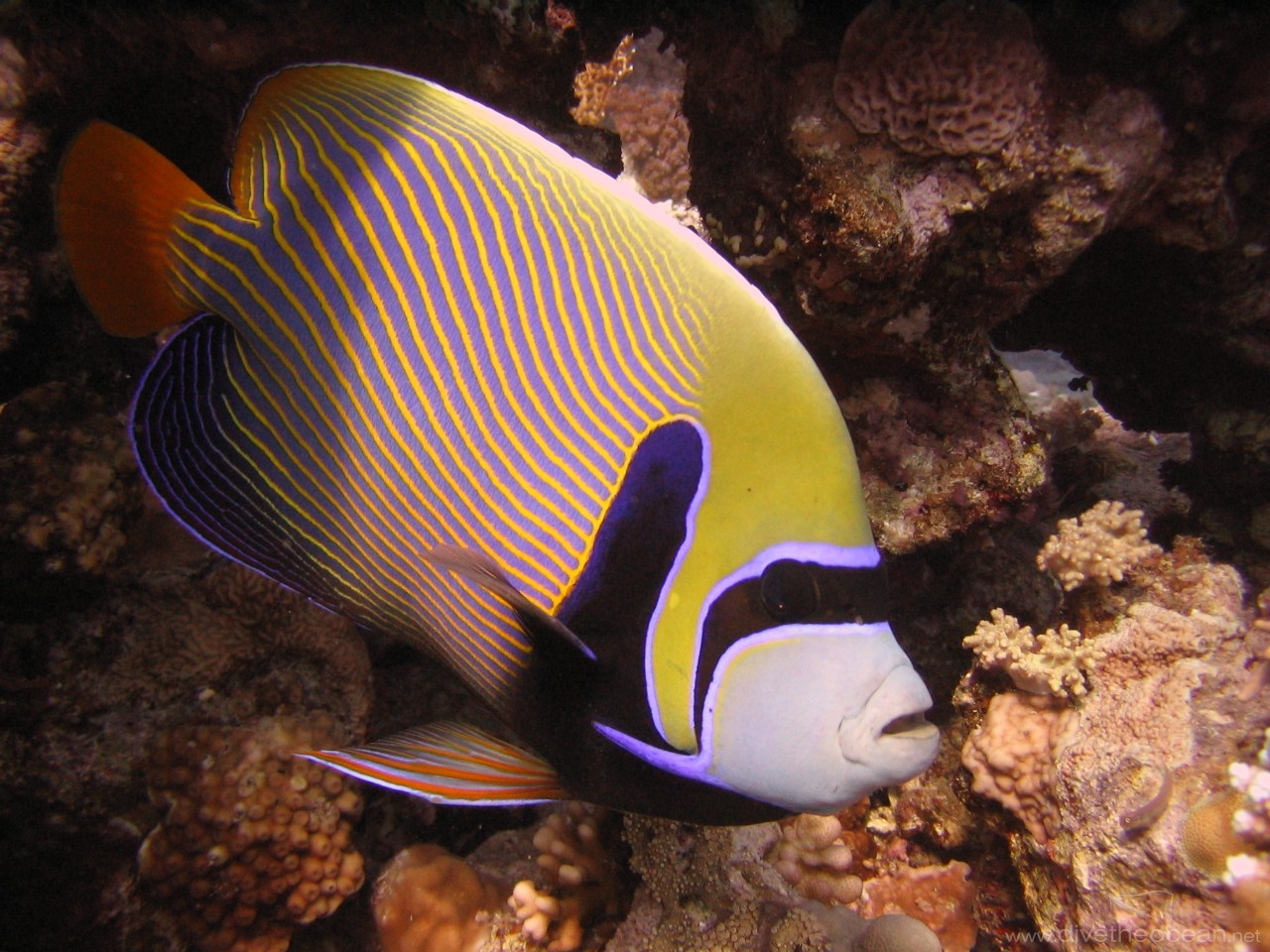 Mature imperator angel fish