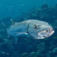 Teeth of Great Barracuda in current