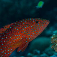 Coral grouper (Cephalopholis miniatus)