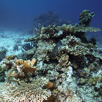 Hard coral landscape with Giant Moray (Gymnothorax javanicus)