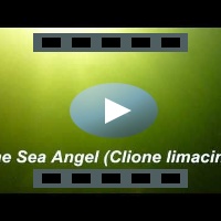 The Sea Angel (Clione Limacine)