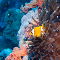 Red Sea anemonefish (Amphiprion bicinctus) & Three-spot damsel (Dascyllus trimaculatus)