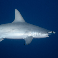 Hmmerhead Shark
