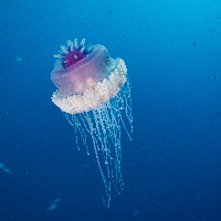 Cauliflower jellyfish (Cephea cephea)
