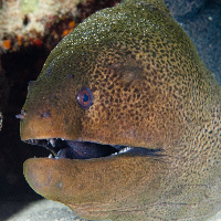 Giant Moray (Gymnothorax javanicus) in the night