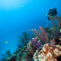 Diving in Caribbean