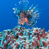 Russel's lionfish (Pterois russelli)