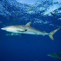 Silky sharks, (Carcharhinus falciformis)
