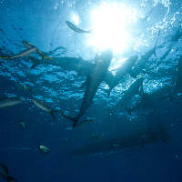 Silky sharks, (Carcharhinus falciformis)