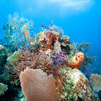 Caribbean coral reef