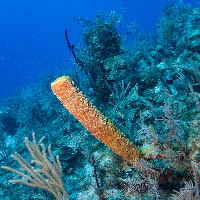 Coral reef, 