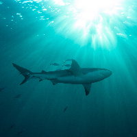 Caribbean Shark (Carcharhinus perezii) in sun rays