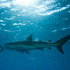 Caribbean Sharks (Carcharhinus perezii) in sun rays