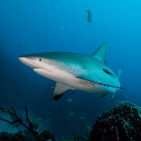Caribbean Shark (Carcharhinus perezii)