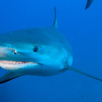 Caribbean Shark's (Carcharhinus perezii) teeth