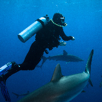 Diving with Caribbeann Sharks
