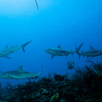 Diving with Caribbean Sharks