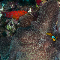 Anemonefish & anemone next to Buble coral (Plerogyra sinuosa)