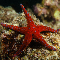 Ghardaqa sea star (Fromia ghardaqa)