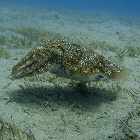 Hooded cuttlefish (Sepia prashadi)