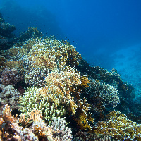 Large coral gardens