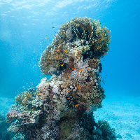 Coral tower