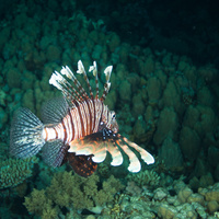 Lionfish - night dive