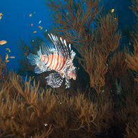 Lionfish in tree
