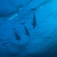 Dolphins in waves