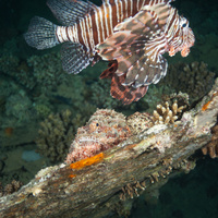 Flathead scorpionfish (Scorpaenopsis oxycephala) & Lionfish