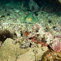 Scorpionfish & Stingray on Thistle wreck