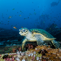 Hawksbill sea turtle  on SS Thistlegorm