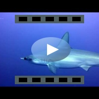 Hammerhead Shark - Daedalus reef