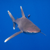 Oceanic white tip shark (Carcharhinus longimanus)