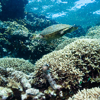 Hawksbill sea turtle & Blackmouth sea cucumber