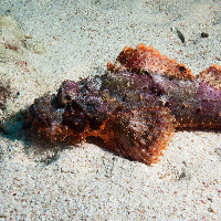 Flathead scorpionfish (Scorpaenopsis oxycephala)