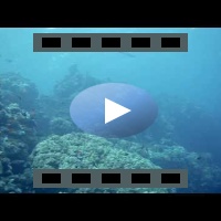 Great Barracuda HD video