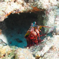 Maledives shrimp