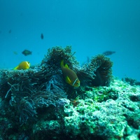 Maledives Anemone