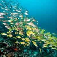 School of Blue Stripped Snappers