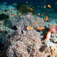 Maledives Anemone Fish