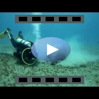 Dugong - Marsa Alam (Full HD 1080p video)