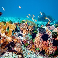 Coral island - Komodo
