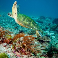 Green Sea Turtle in Komodo National Park Indonesia