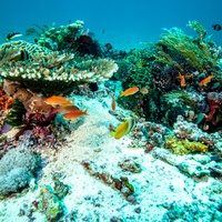 Komodo National Park Corals