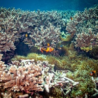 Anemone life - SD dive site Nusa Penida
