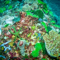 Green corals - Nusa Penida