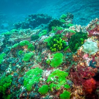 Green coral landscape